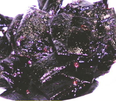 japanese-food-kombu-tukudani