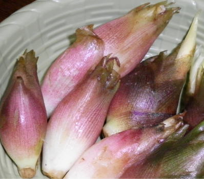 japanese-food-myoga