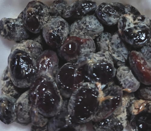 japanese-food-natto-kurumame