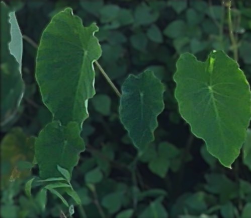 japanese-food-satoimo-leaf