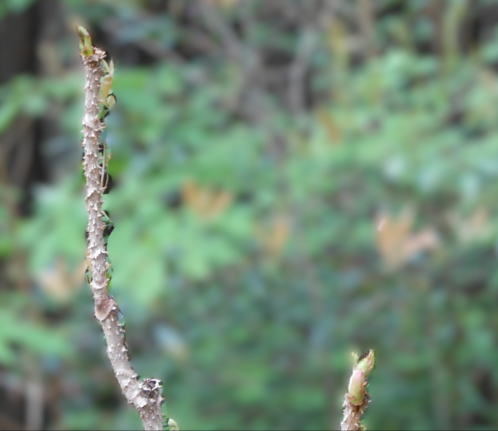 japanese-food-taranome-natural