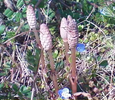 japanese-food-tsukushi-plant